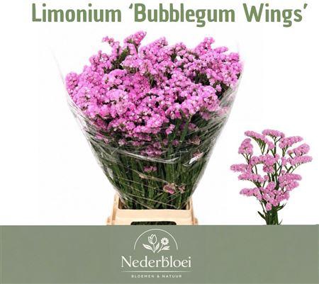 <h4>Lim S Bubblegu Wings</h4>