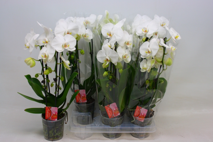 <h4>PHAL EL CASCADE</h4>