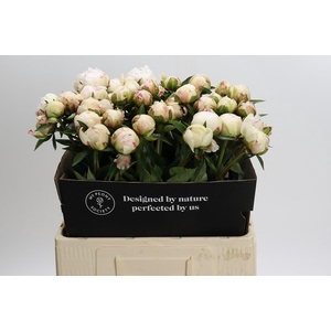 Paeonia Festiva Maxima