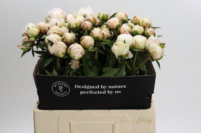 <h4>Paeonia Festiva Maxima</h4>