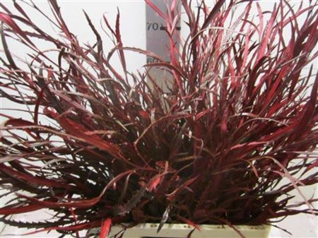 <h4>Grevillea Bordeaux</h4>