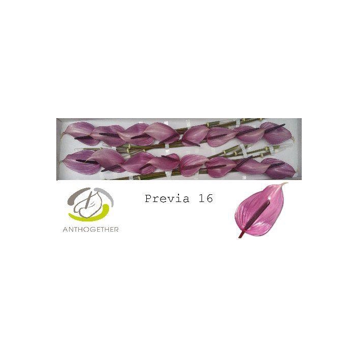 <h4>Anth A Previa</h4>