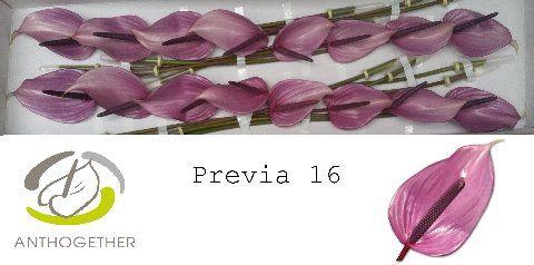 <h4>Anthurium Previa</h4>