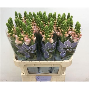 Antirrhinum Avignon Pink