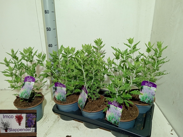 Perovskia Blue Spire