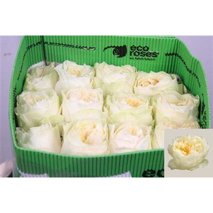 R Gr Antonia Garden Ec