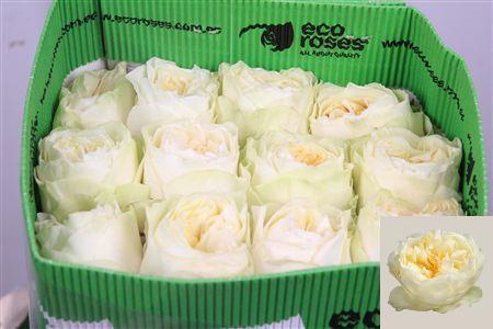 <h4>R Gr Antonia Garden Ec</h4>