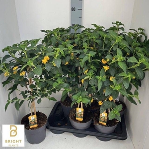 LANTANA CAM OV