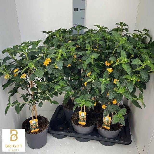 <h4>LANTANA CAM OV</h4>