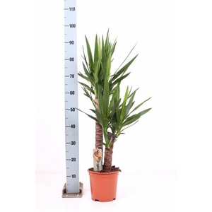 YUCCA