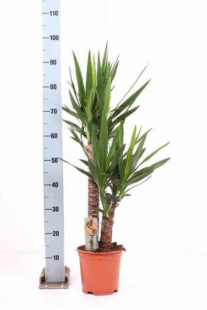 <h4>YUCCA</h4>