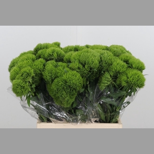 Dianthus Barbatus Kiwi Mellow
