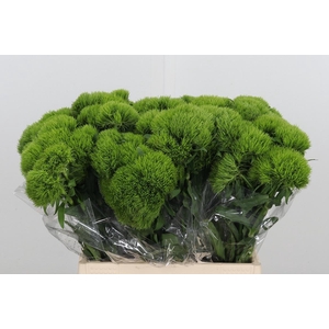Dianthus Barbatus Kiwi Mellow