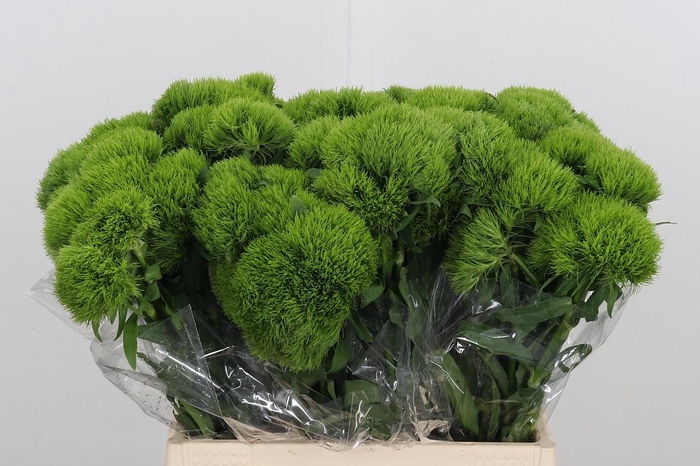 <h4>Dianthus Barbatus Kiwi Mellow</h4>