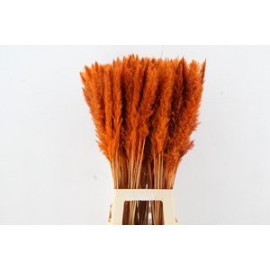 DF Pampas Silvy Orange