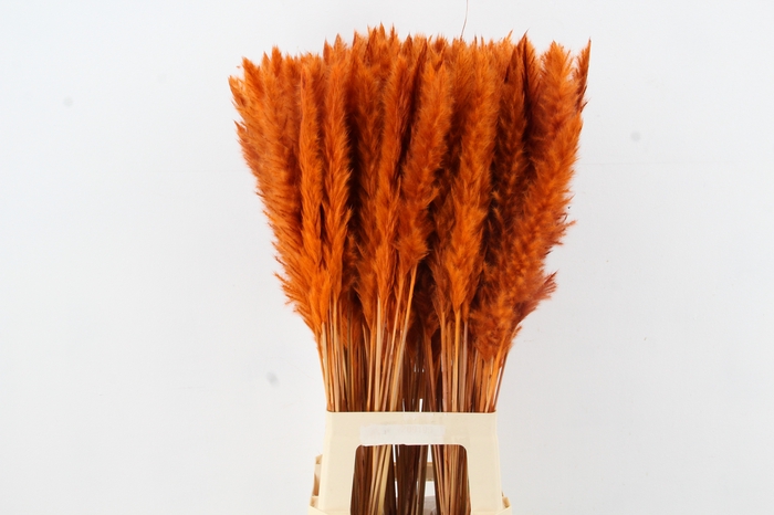 <h4>DF Pampas Silvy Orange</h4>