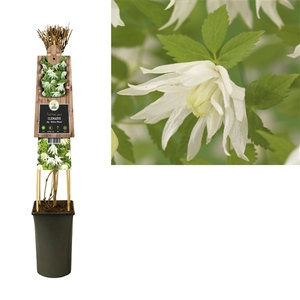 Clematis alp. 'Albina Plena' +3.0 label