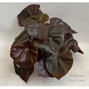 Begonia Red Fred 14cm *NEW*