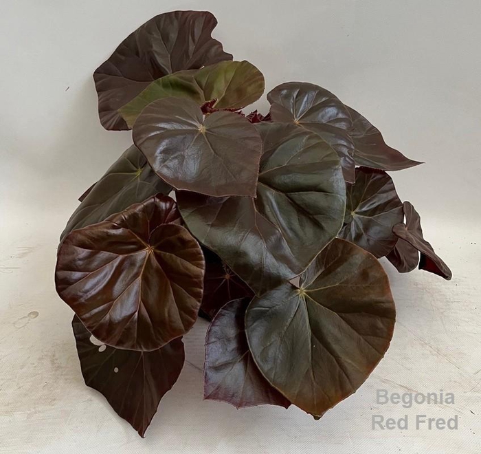 <h4>Begonia Red Fred 14cm *NEW*</h4>