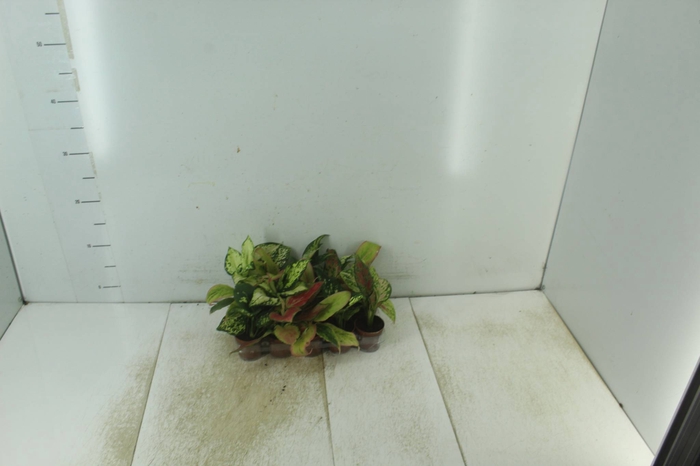 <h4>AGLAONEMA VARIADA P06</h4>