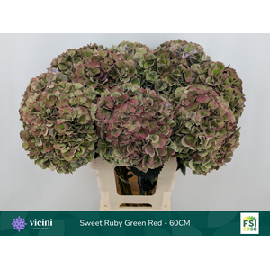 Hydr Sweet Ruby Green Red 60 cm Vicini