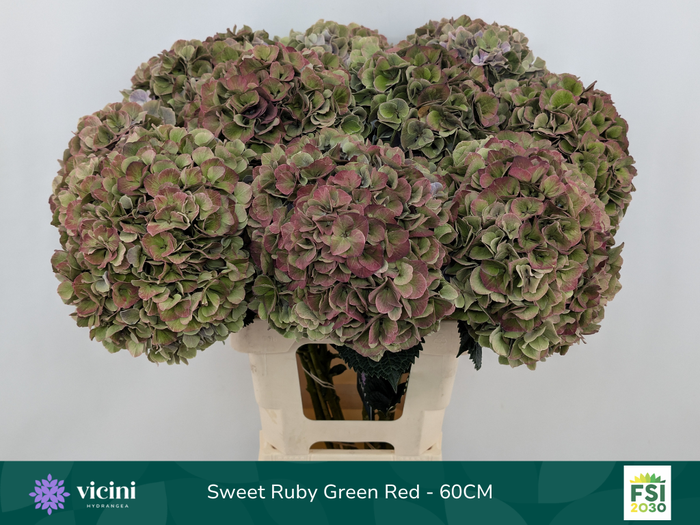 <h4>Hydr Sweet Ruby Green Red 60 cm Vicini</h4>