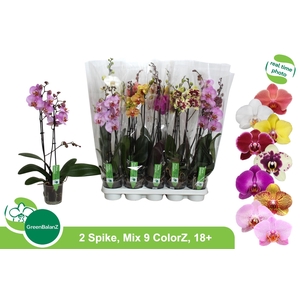 PHAL GEM 9 KL