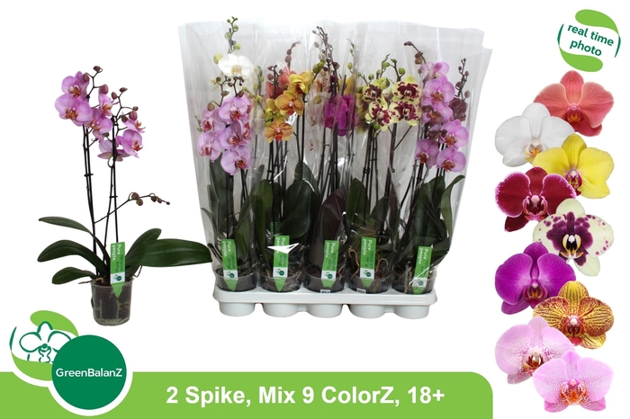 <h4>PHAL GEM 9 KL</h4>