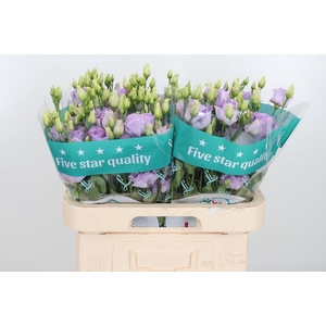 Eus G Lisanne D Lave