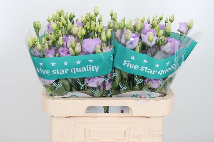 <h4>Eus G Lisanne D Lave</h4>