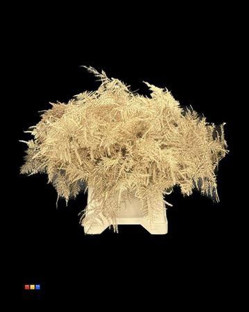 <h4>Asp 1e Antique Gold</h4>