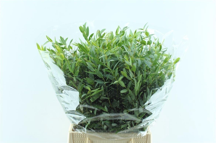 <h4>Euca Parvi Short 150 Gram</h4>