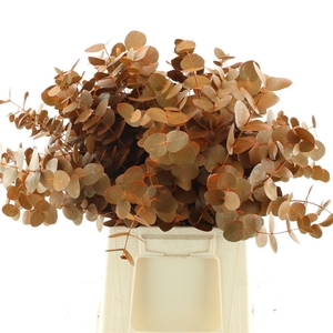 Euca Klb Cinerea Oranje P/stem