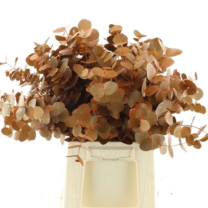 <h4>Euca Klb Cinerea Oranje P/stem</h4>