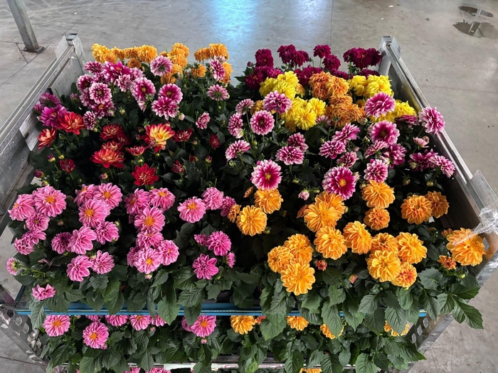 <h4>DAHLIA ROYAL GEM</h4>