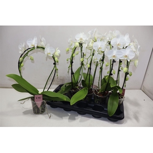 Phal An Glasgow Boog