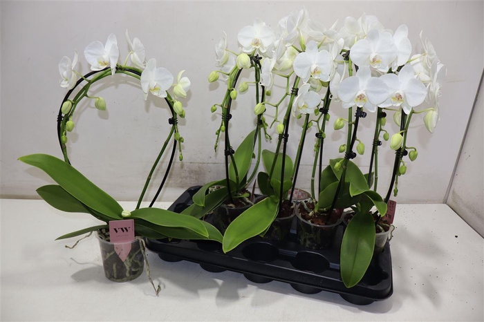 <h4>Phal An Glasgow Boog</h4>