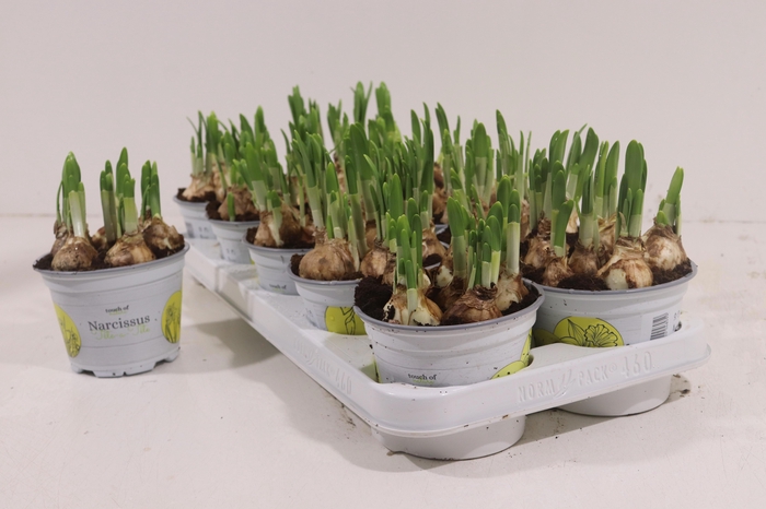 <h4>NARC O TETE A TETE</h4>