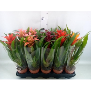 Guzmania   ...mix