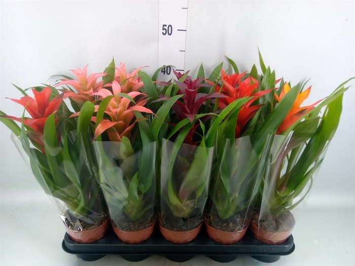 Guzmania   ...mix