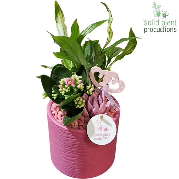 <h4>SE001 Amy Pink VM</h4>