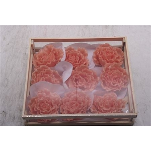 Wax Pioen Zalm