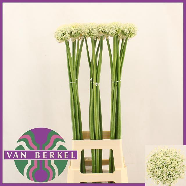 <h4>ALLIUM WHITE GIANT</h4>