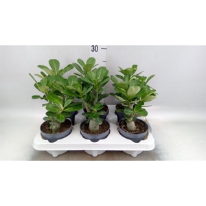 Adenium obesum