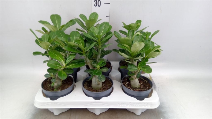 <h4>Adenium obesum</h4>
