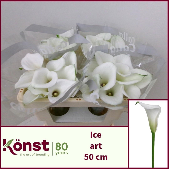 <h4>ZANT ICE ART</h4>