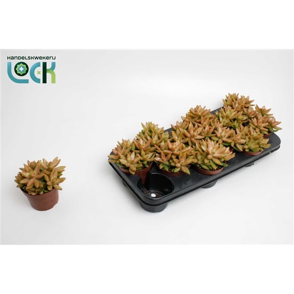 <h4>Sedum Adolphii</h4>