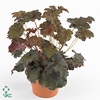 HEUCH PUR PETTICOATS