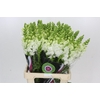 Antirrhinum Potomac White