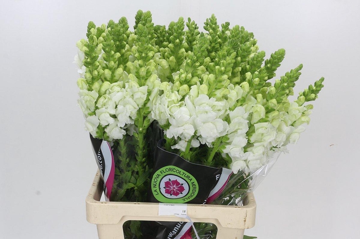 <h4>Antirrhinum Potomac White</h4>